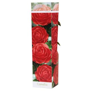 Compra CAMELIA ROJA DR KING (1 Unid.) en la tienda online Fito Agrícola