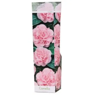 Compra CAMELIA ROSA BONOMIANA (1 Unid.) en la tienda online Fito Agrícola