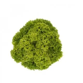 Compra LECHUGA LISBOA RZ Pildorada (5.000 Semillas). en la tienda online Fito Agrícola