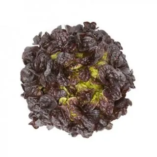 Compra LECHUGA SATURDAÏ RZ Pildorada (5.000 Semillas). en la tienda online Fito Agrícola
