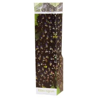 Compra GROSELLERO NEGRO (1 Unid.) en la tienda online Fito Agrícola