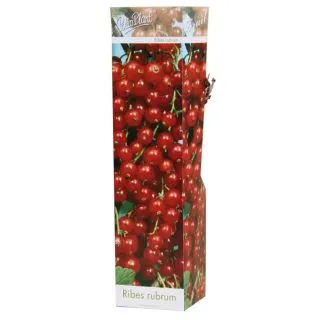 Compra GROSELLERO ROJO (1 Unid.) en la tienda online Fito Agrícola