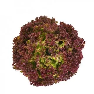 Compra LECHUGA TRAJECT RZ Pildorada (5.000 Semillas). en la tienda online Fito Agrícola