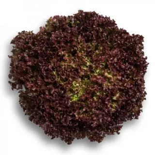 Compra LECHUGA WILBUR RZ Pildorada (5.000 Semillas). en la tienda online Fito Agrícola