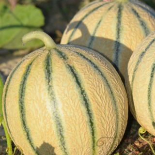 Compra MELÓN ARKAIA RZ F1 Precisión (1.000 Semillas). en la tienda online Fito Agrícola