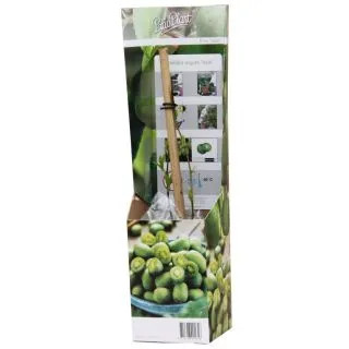 Compra KIWI ARGUTA ISSAI (1 Unid.) en la tienda online Fito Agrícola