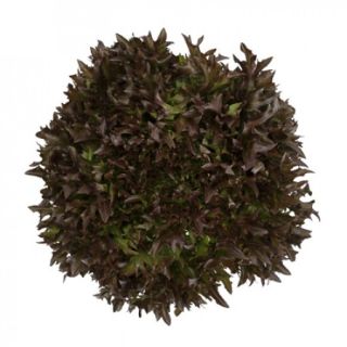 Compra LECHUGA TRALEX RZ Pildorada (5.000 Semillas). en la tienda online Fito Agrícola