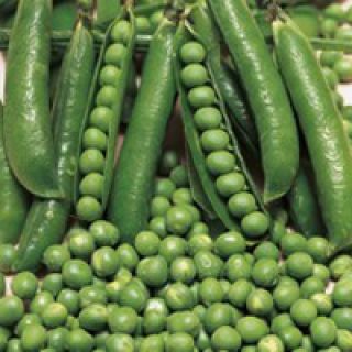Compra GUISANTE DORIAN (100.000 Semillas) en la tienda online Fito Agrícola