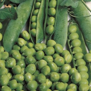 Compra GUISANTE UTRILLO (250 gr.) en la tienda online Fito Agrícola