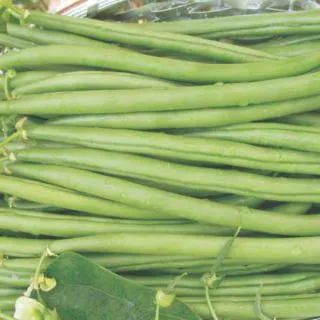 Compra JUDÍA MORALEDA (2 Kgr.). en la tienda online Fito Agrícola