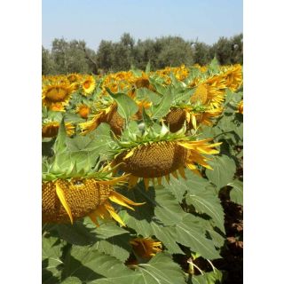 Compra GIRASOL SMARAGD Resistente a Herbicida (150.000 Semillas) en la tienda online Fito Agrícola