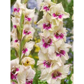 Compra GLADIOLO AMBER MISTIQUE (100 Unid.). en la tienda online Fito Agrícola