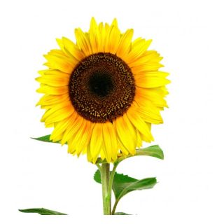 Compra GIRASOL ENANO M11 en la tienda online Fito Agrícola