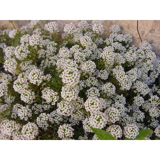 Compra LOBULARIA M11 en la tienda online Fito Agrícola