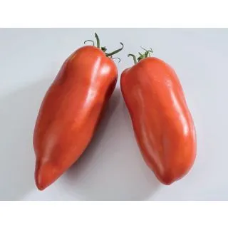 Compra TOMATE ANDINE CORNUE BIO (1000 Semillas). en la tienda online Fito Agrícola