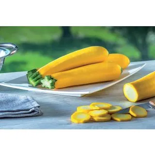 Compra CALABACÍN LINGODOR F1 BIO (1.000 Semillas) en la tienda online Fito Agrícola