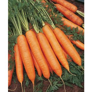 Compra ZANAHORIA BANGOR F1 ECOLÓGICA Precisión (500.000 Semillas Cal. 1.8-2.0 mm.) en la tienda online Fito Agrícola