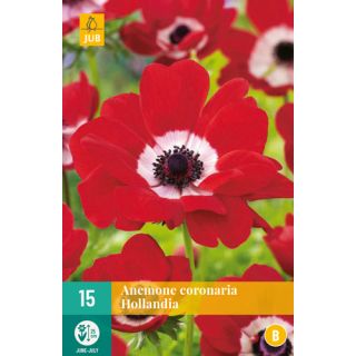 Compra ANÉMONA HOLLANDIA en la tienda online Fito Agrícola