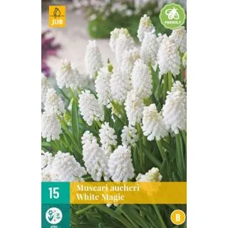 Compra MUSCARI WHITE MAGIC en la tienda online Fito Agrícola