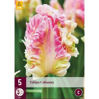 Compra TULIPÁN CABANNA en la tienda online Fito Agrícola