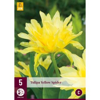Compra TULIPÁN YELLOW SPIDER en la tienda online Fito Agrícola