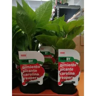 Compra PIMIENTO PICANTE CAROLINA REAPER M11 en la tienda online Fito Agrícola
