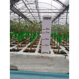 Compra TOMATE EMPERADOR F1 (Portainjerto) EPS104 en la tienda online Fito Agrícola