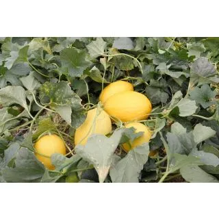 Compra MELON MALERVA F-1 EPS104 en la tienda online Fito Agrícola