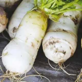 Compra NABO DE CROISSY AB (300 Semillas). en la tienda online Fito Agrícola