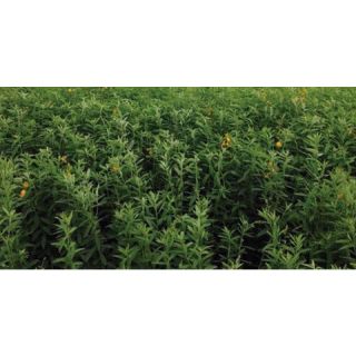 Compra CROTALARIA JUNCEA LOEI (22,70 Kgr.) en la tienda online Fito Agrícola