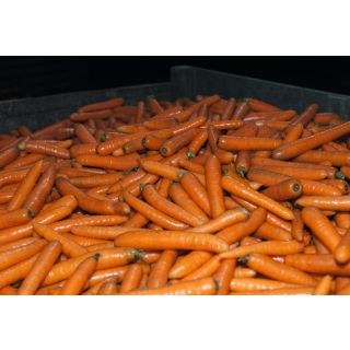 Compra ZANAHORIA BANGOR F1 ECOLÓGICA Precisión (500.000 Semillas) Cal. 1.6 - 1.8 mm. en la tienda online Fito Agrícola