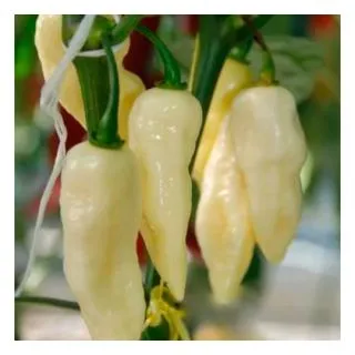 Compra PIMIENTO PICANTE BLANCO M11 en la tienda online Fito Agrícola