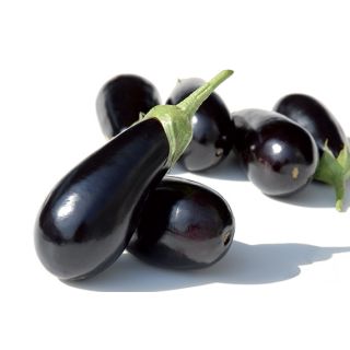 Compra BERENJENA SHAKIRA F1 Pregerminada (1000 Semillas). en la tienda online Fito Agrícola