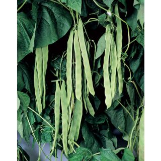 Compra JUDÍA LIMKA (1000 Semillas). en la tienda online Fito Agrícola