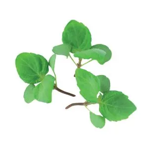 Compra SHISO Sin Tratar (50 gr.). en la tienda online Fito Agrícola