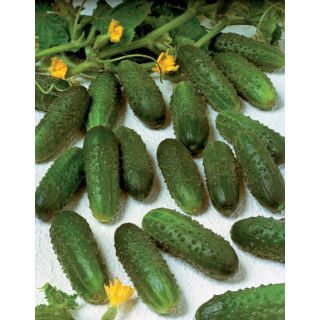 Compra PEPINILLO MARINDA F1 Sin Tratar (1000 Semillas) en la tienda online Fito Agrícola