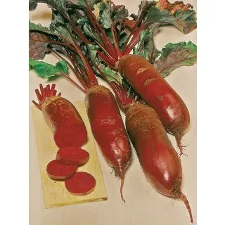 Compra REMOLACHA FORONO (50 gr.). en la tienda online Fito Agrícola