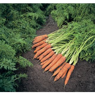 Compra ZANAHORIA NAPOLI F1 (25.000 Semillas) en la tienda online Fito Agrícola