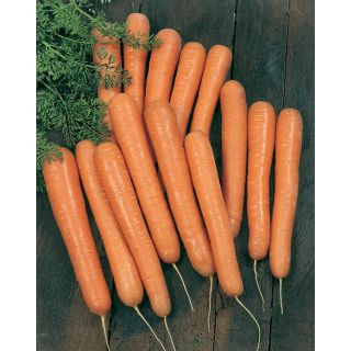 Compra ZANAHORIA BOLERO F1 Vilseed (25.000 Semillas) en la tienda online Fito Agrícola