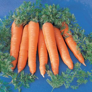 Compra ZANAHORIA ROTHILD Sin Tratar (50 gr.). en la tienda online Fito Agrícola