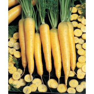 Compra ZANAHORIA YELLOWSTONE F1 (25.000 Semillas) en la tienda online Fito Agrícola