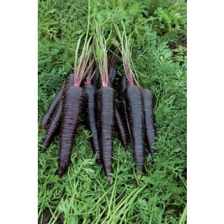 Compra ZANAHORIA DEEP PURPLE F1 (25.000 Semillas) en la tienda online Fito Agrícola
