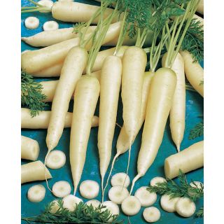 Compra ZANAHORIA WHITE SATIN F1 (25.000 Semillas) en la tienda online Fito Agrícola