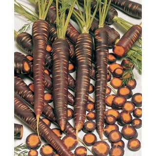 Compra ZANAHORIA PURPLE HAZE F1 (25.000 Semillas) en la tienda online Fito Agrícola