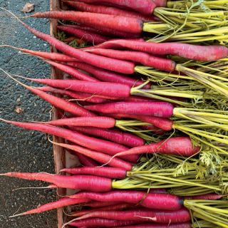 Compra ZANAHORIA MALBEC F1 Sin Tratar (100.000 Semillas) en la tienda online Fito Agrícola