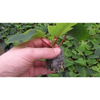 Compra JIFFY 7C de Ø 25 mm. (1 Unid.). en la tienda online Fito Agrícola