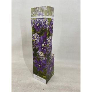Compra CLEMATIS TAIGA® (1 unid.) en la tienda online Fito Agrícola