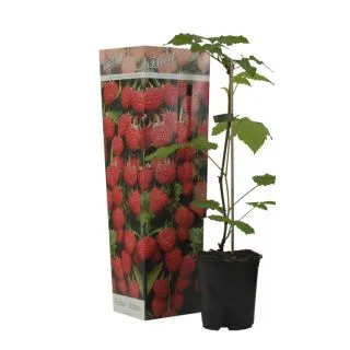 Compra FRAMBUESO ROJO (1 Unid.). en la tienda online Fito Agrícola