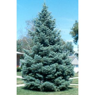 Compra ABETO DEL COLORADO (100 gr.) en la tienda online Fito Agrícola