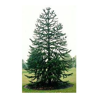 Compra ARAUCARIA (100 gr.). en la tienda online Fito Agrícola